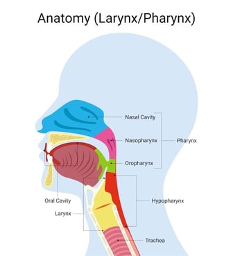 RCOG Throat Anatomy